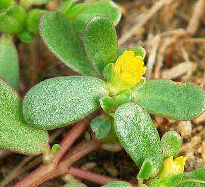 全自动阴道分泌物91短视频免费下载厂家谈野菜有利于“消炎杀菌”