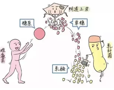 微生态91短视频在线观看经典下载厂家教您如何观察分泌物样本性状