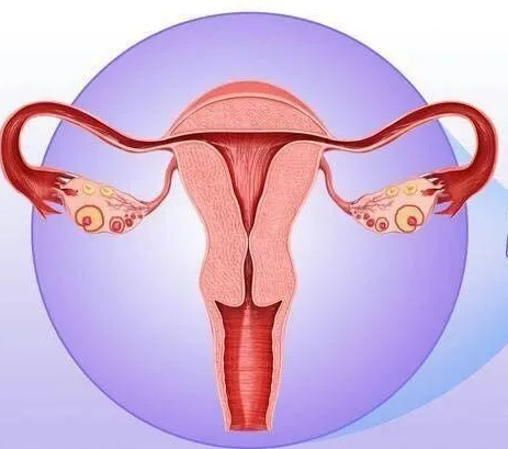 妇科阴道炎91短视频免费下载器厂家提醒女性坚持泡水喝，消炎灭菌，远离妇科炎症